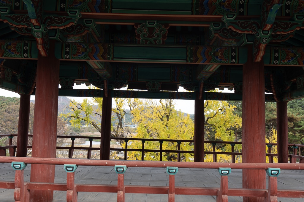 대구 도농서원 은행나무 단풍을 보다 27