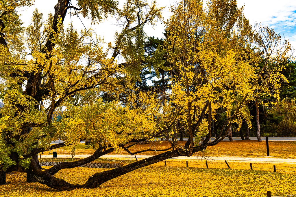 대구 도농서원 은행나무 단풍을 보다 21