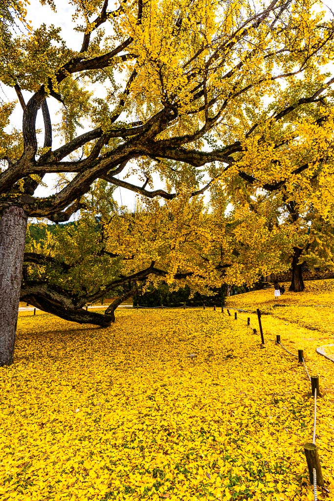 대구 도농서원 은행나무 단풍을 보다 20