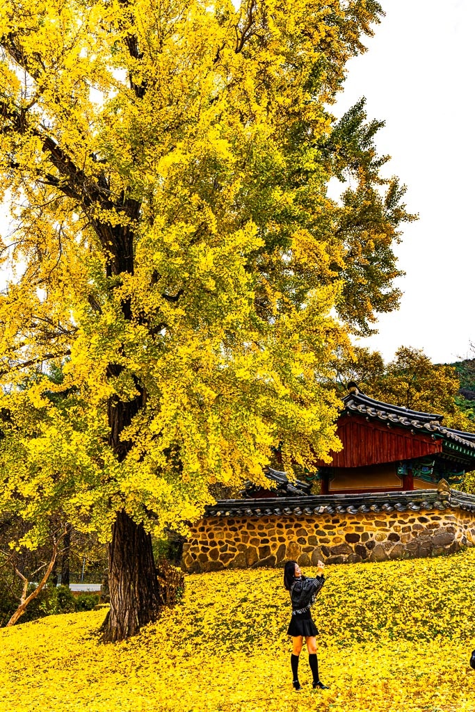 대구 도농서원 은행나무 단풍을 보다 23
