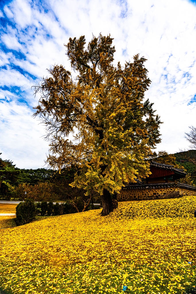 대구 도농서원 은행나무 단풍을 보다 24