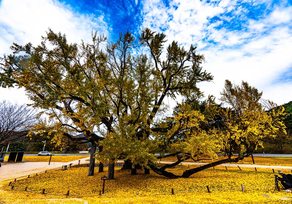 대구 도농서원 은행나무 단풍을 보다 25