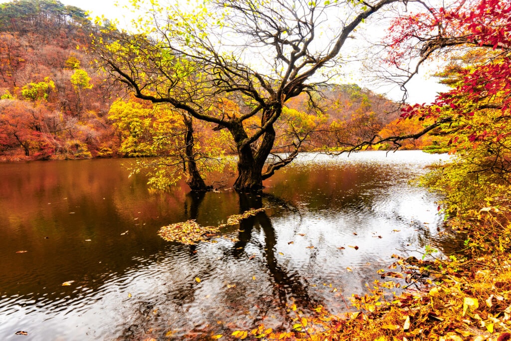버킷리스트에 포함해야 한다는 가을 주산지에 다녀오다 37