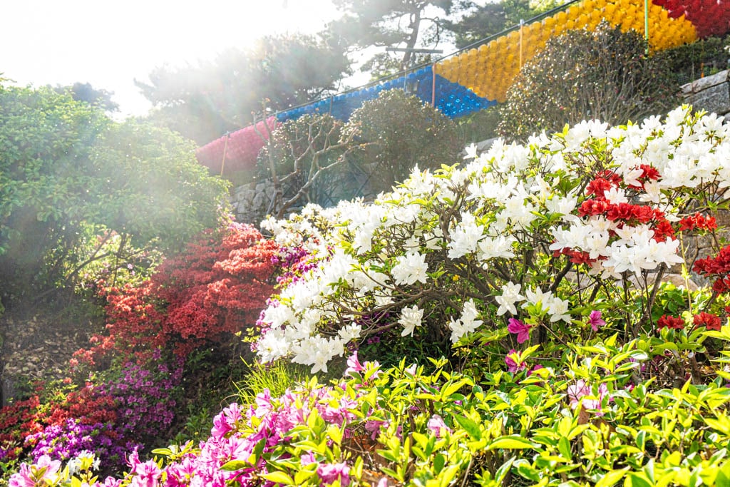 서울 봉은사 대웅전을 지나 영산전으로 오르는 길의 청쭉이 핀 풍경, Photo by Happist