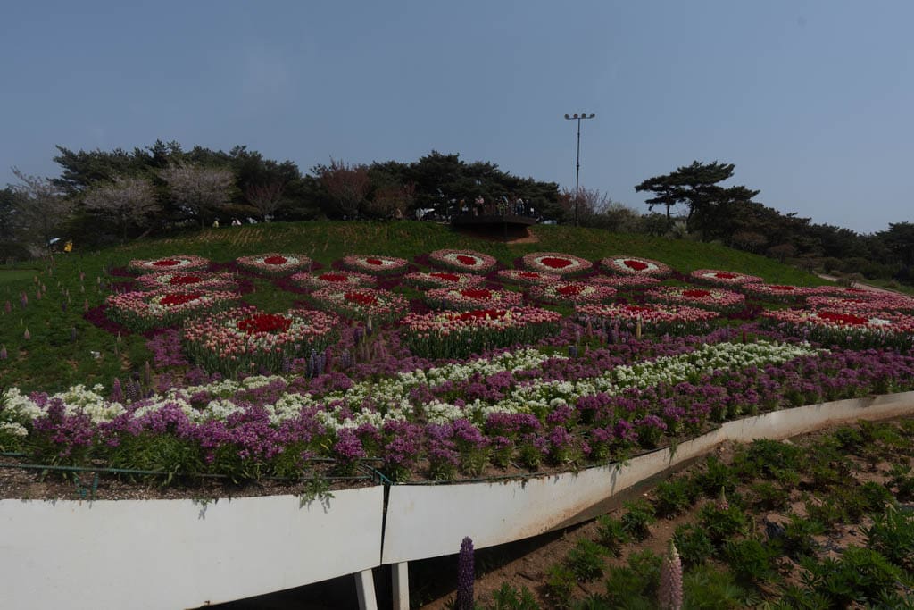 태안 세계튤립꽃박람회 풍경, 낮으막한 언덕을 이용한 튤립 꽃밭, Photo by happist