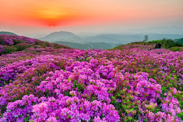 황매산 철쭉과 일출, 3철쭉군락지 , Photo from 황매산군립공원