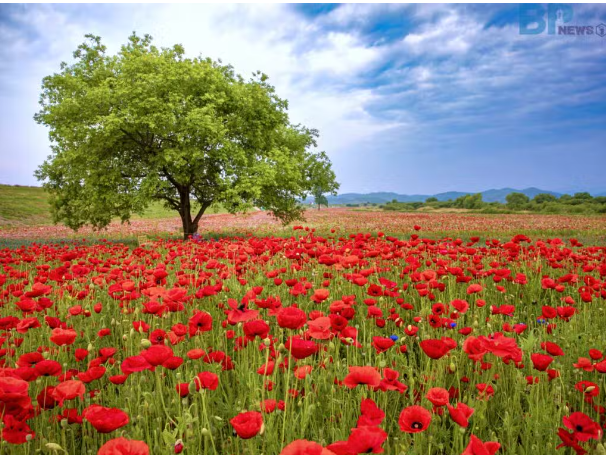 함안 악양둑방, 양귀비꽃과 나홀로 나무