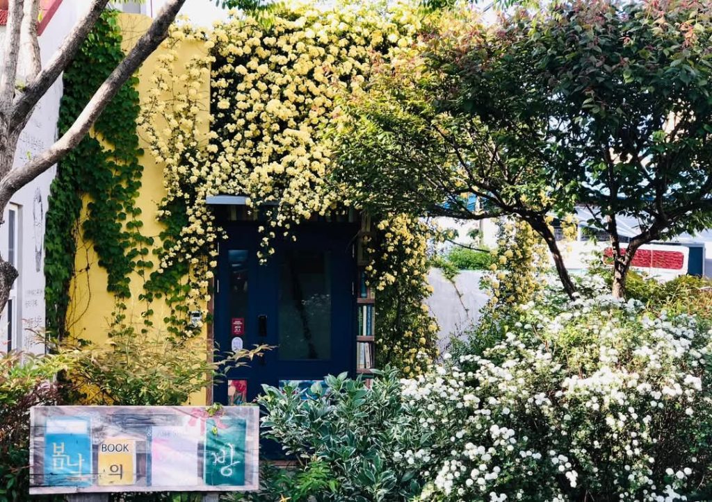 통영 봄날의책방 목향장미, 사진 출처 정은영님 페이스북 