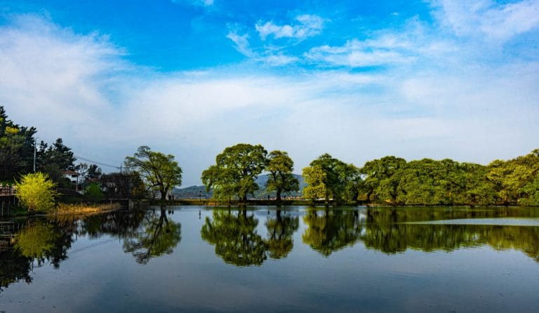경산 반곡지 반영을 담으러 떠난 반곡지 출사기