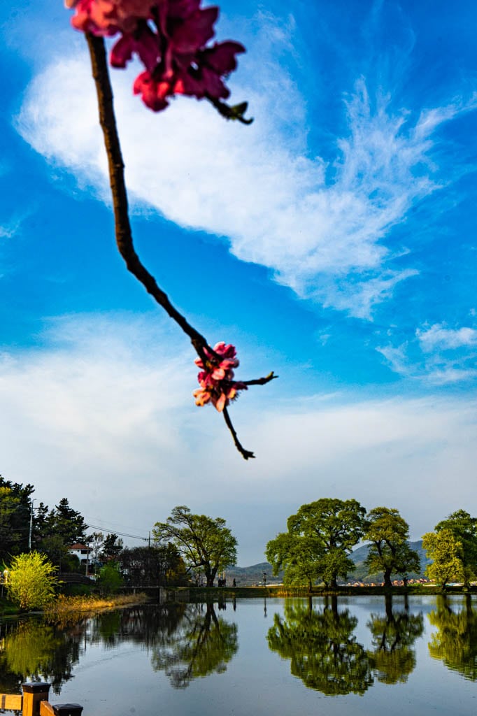 경산 반곡지 출사기, 반곡지 반영
