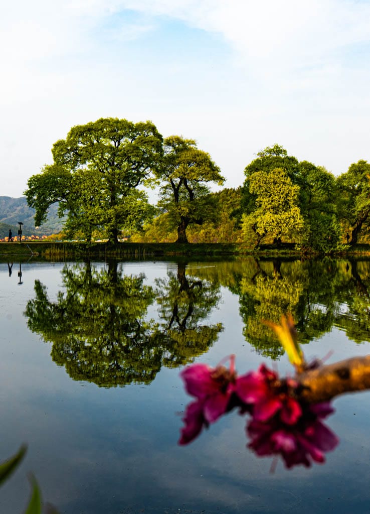 경산 반곡지 출사기, 반곡지 반영