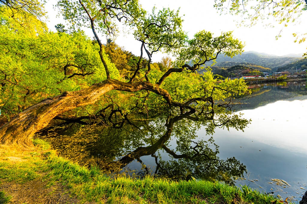 경산 반곡지 출사기, 반곡지 반영