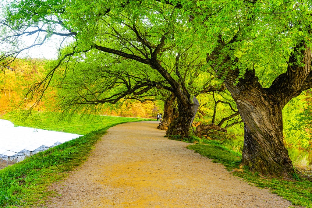 경산 반곡지 출사기, 반곡지 반영