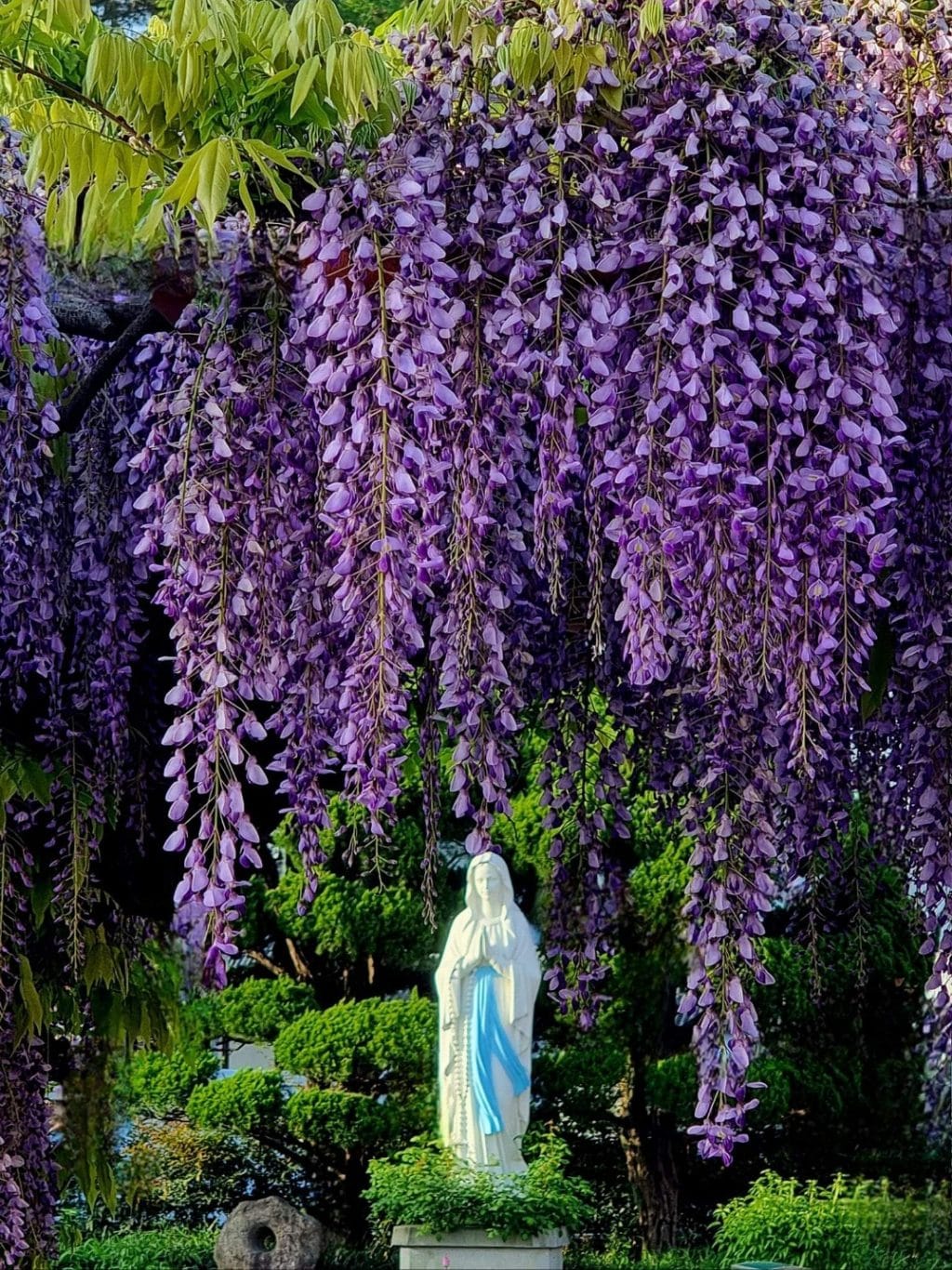 대구 새방골성당 등나무꽃