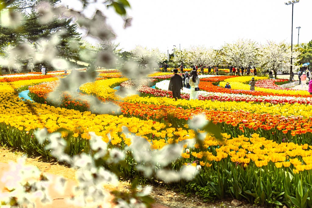 태안 세계튤립꽃박람회 풍경, 벅꽃에서 바라본 튤립 꽃반 풍경, Photo by happist