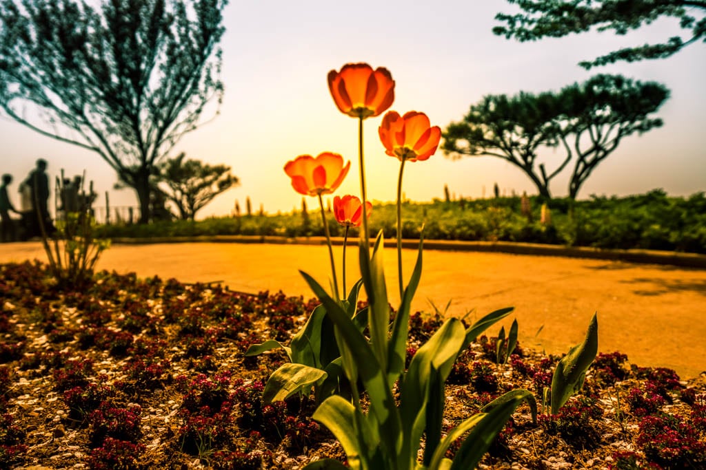 태안 세계튤립꽃박람회 풍경, 햇살에 투명해진 튤립을 담아보다, Photo by happist