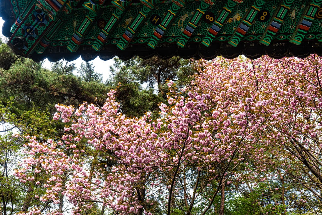 천안 각원사 풍경-7892, 천안-각원사-풍경, 겹벚꽃이 아름다운 천불전과 산신전, Photo by Happist