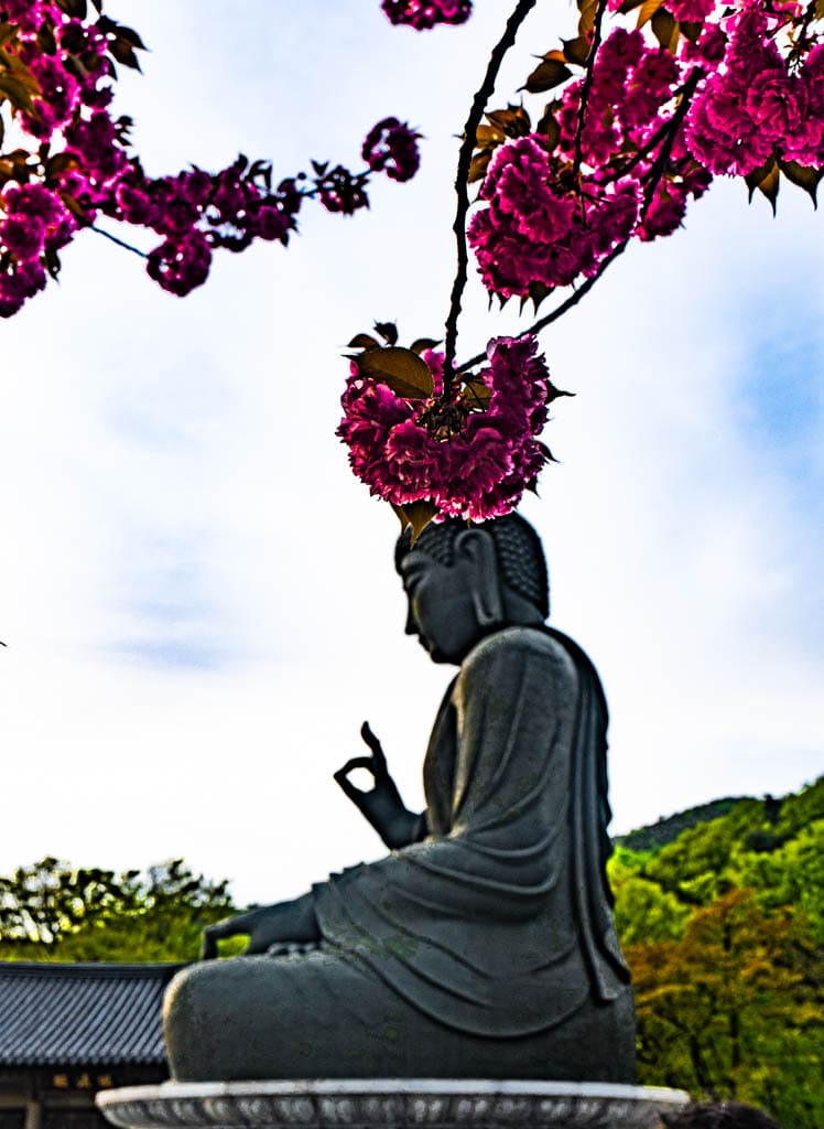 조금 늦게 달려갔던 천안 각원사 출사기 1