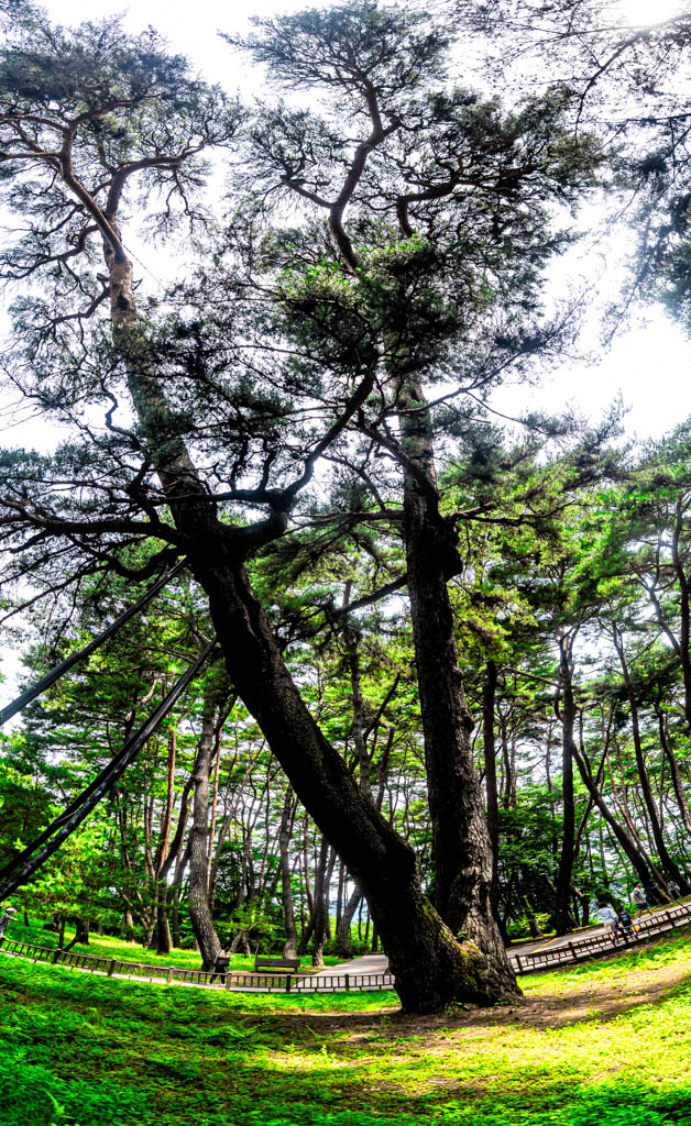 단종 유배 2개월의 흔적이 너무 진한 영월 청령포 출사기 13