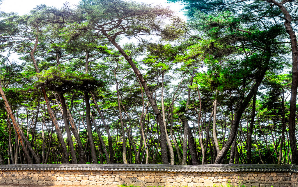 단종 유배 2개월의 흔적이 너무 진한 영월 청령포 출사기 10