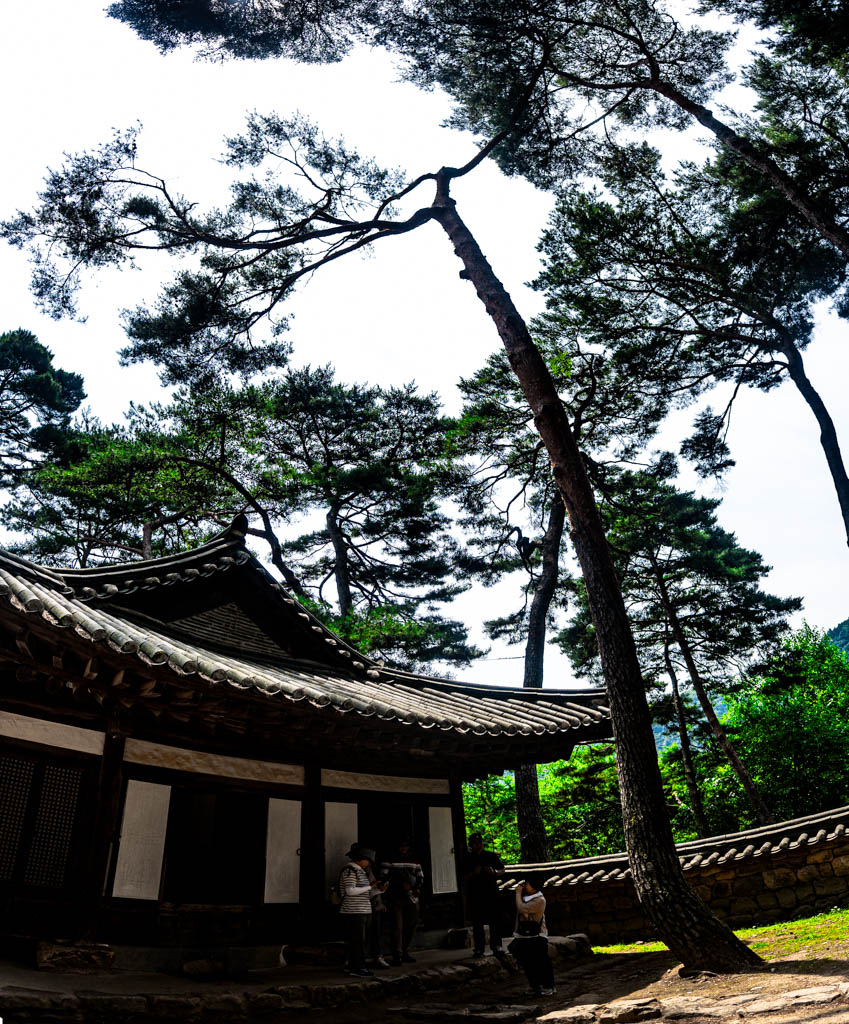 단종 유배 2개월의 흔적이 너무 진한 영월 청령포 출사기 9