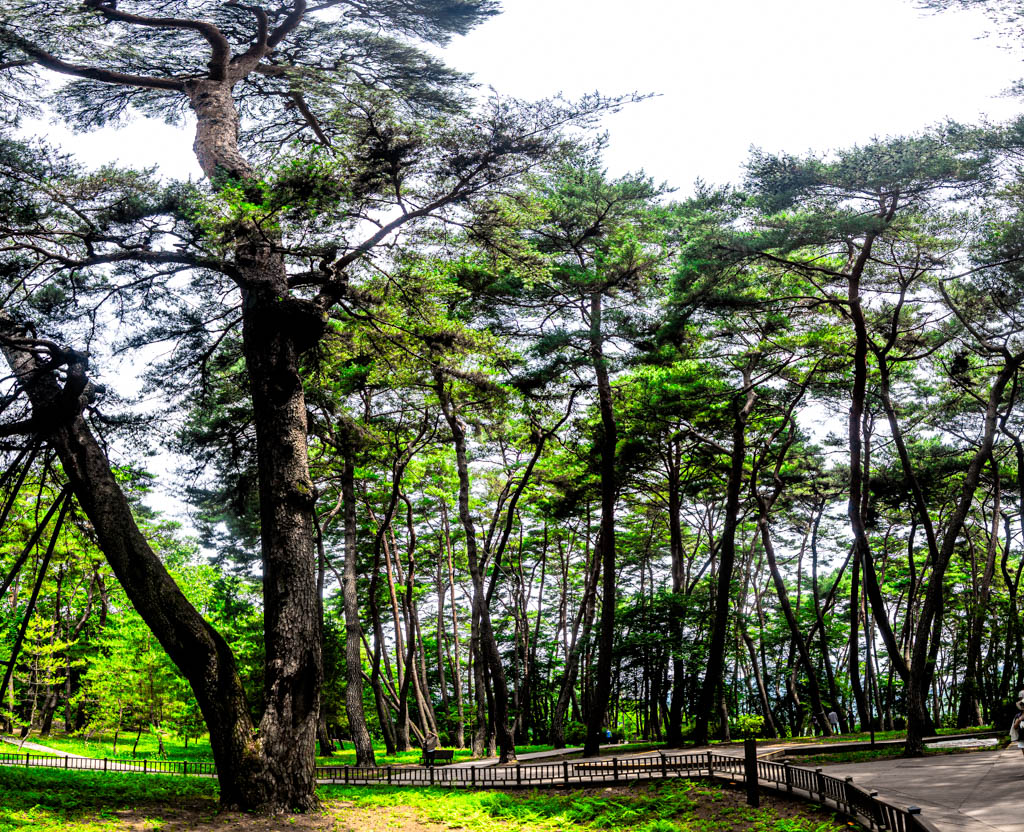 단종 유배 2개월의 흔적이 너무 진한 영월 청령포 출사기 12