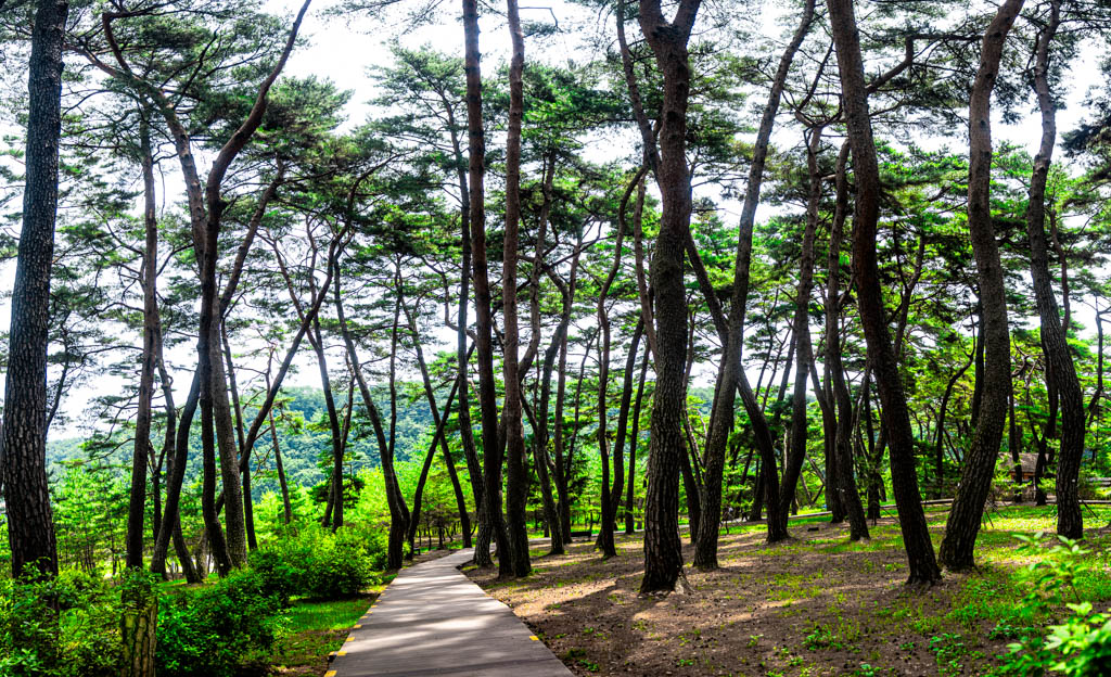 단종 유배 2개월의 흔적이 너무 진한 영월 청령포 출사기 7