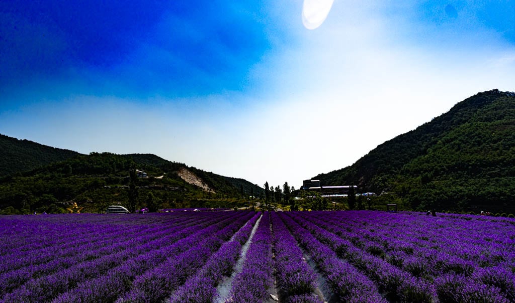 폐광 재생 사례, 동해시 무릉별 유천지 라벤더 출사기 22