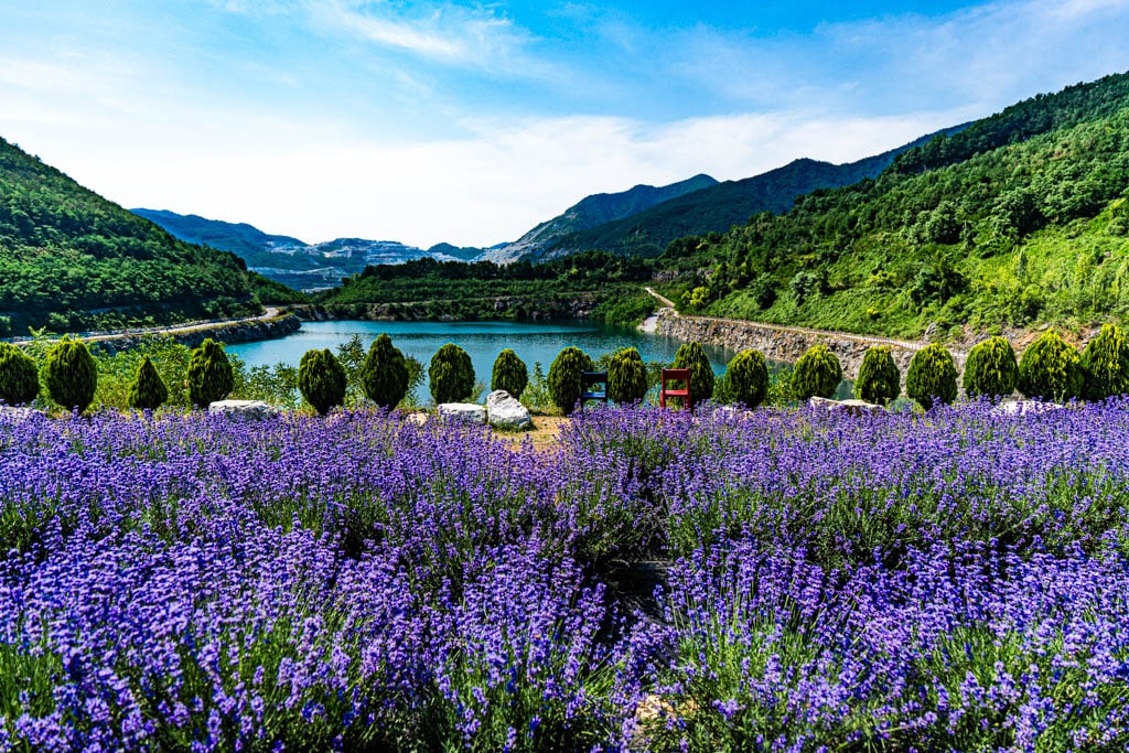 폐광 재생 사례, 동해시 무릉별 유천지 라벤더 출사기 23