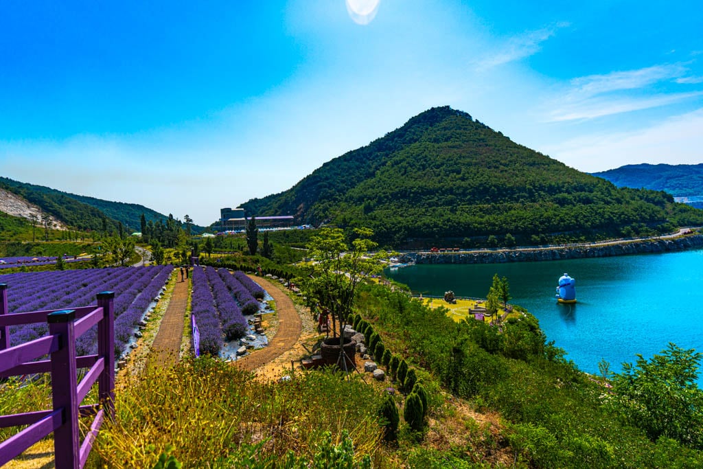 폐광 재생 사례, 동해시 무릉별 유천지 라벤더 출사기 24
