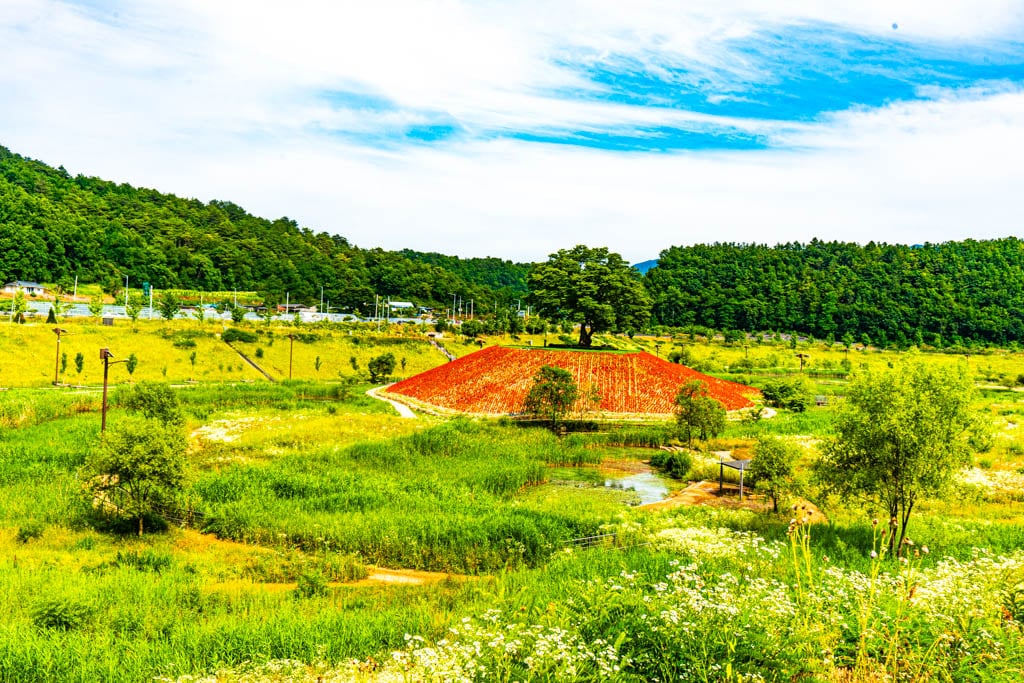 영월 단종 유배지 근처, 붉은 매자나무 언덕, 영월 용마루나무 출사 2