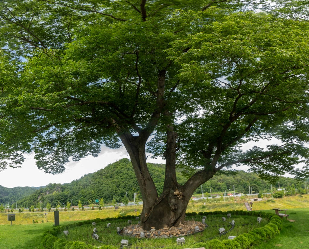 영월 단종 유배지 근처, 붉은 매자나무 언덕, 영월 용마루나무 출사 6