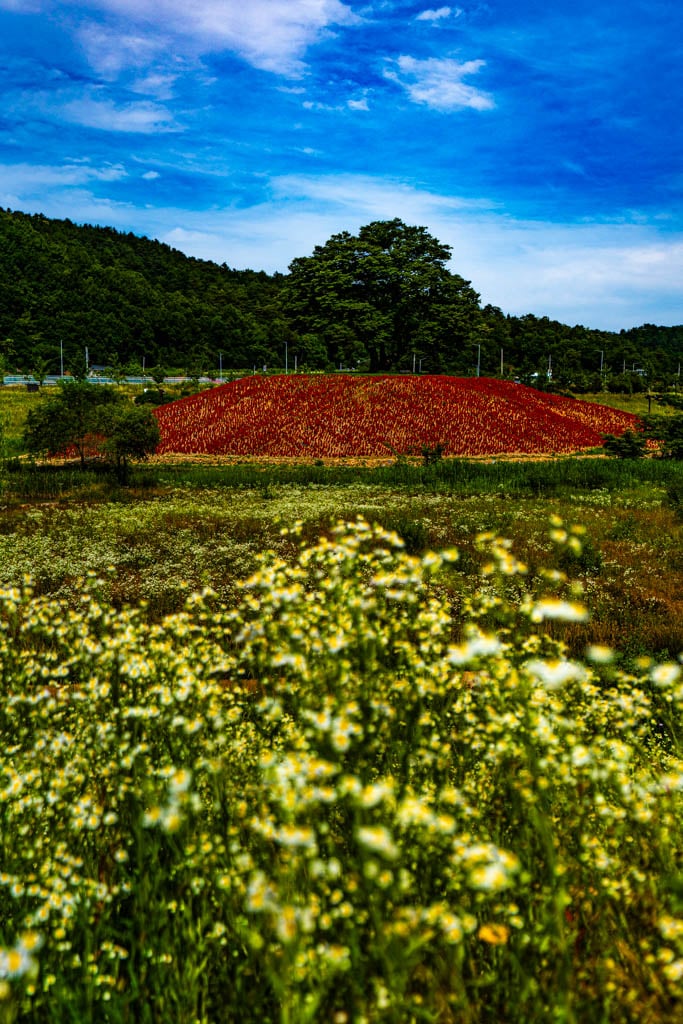 영월 단종 유배지 근처, 붉은 매자나무 언덕, 영월 용마루나무 출사 3