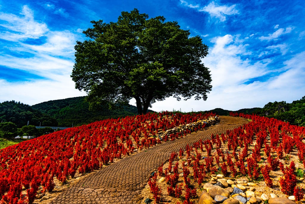 영월 단종 유배지 근처, 붉은 매자나무 언덕, 영월 용마루나무 출사 7