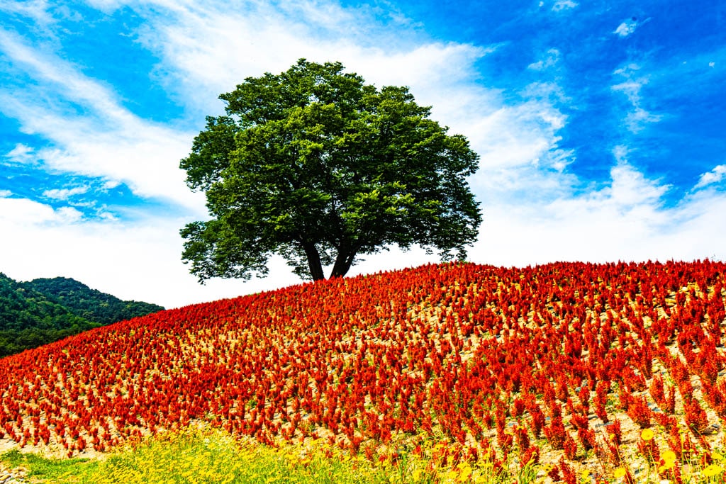 영월 용마루나무, 영월강변 저류지 수변공원 붉은 매자나무 언덕위 느티나무언덕