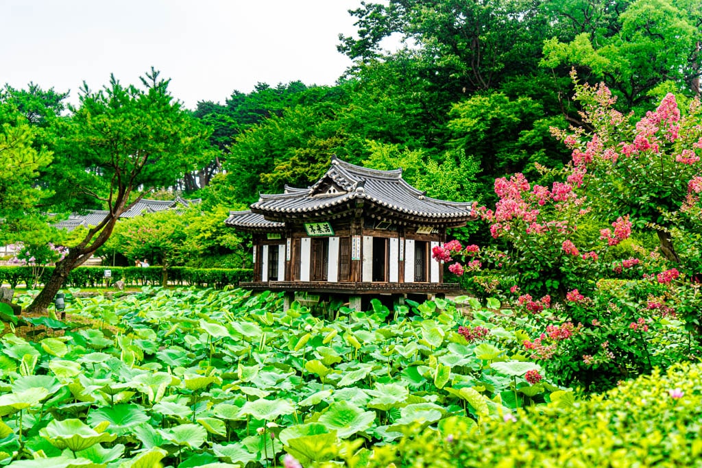 강를 선교장의 여름, 배롱나무가 아름다운 선교장 활래정 풍경-1013, Photo by Happist