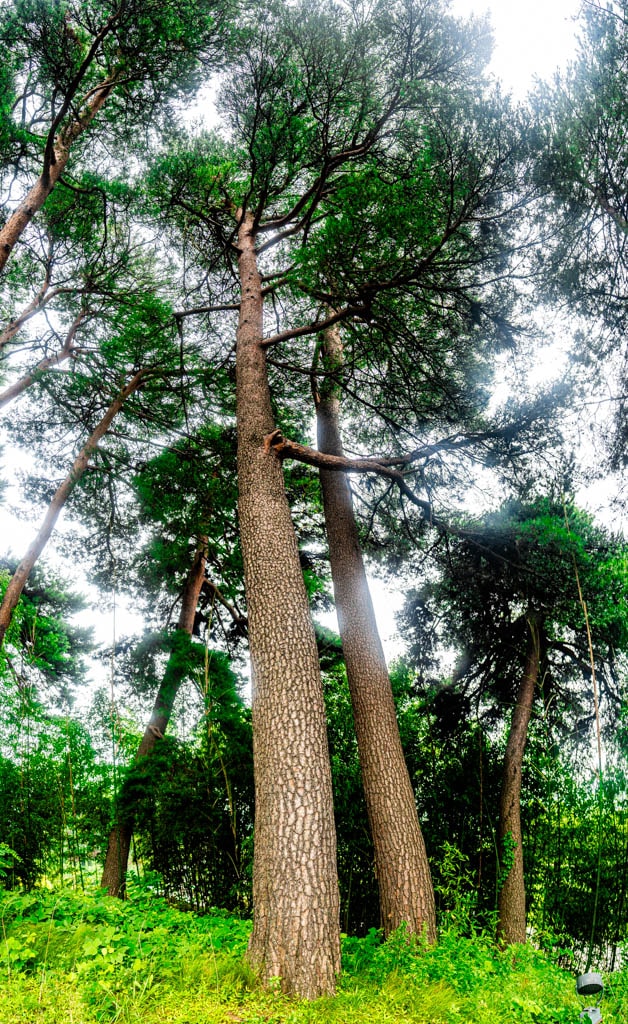강릉여행, 활래정과 둘레길이 아름다웟던 강릉 선교장 방문기 2