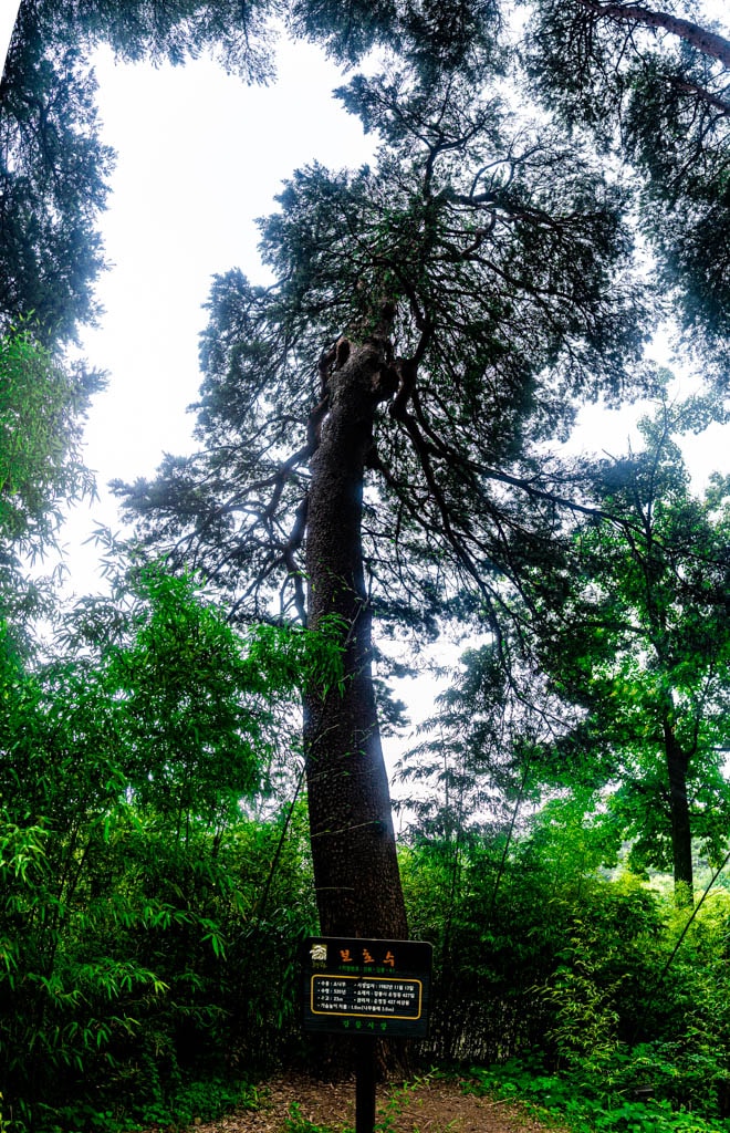 강릉여행, 활래정과 둘레길이 아름다웟던 강릉 선교장 방문기 3