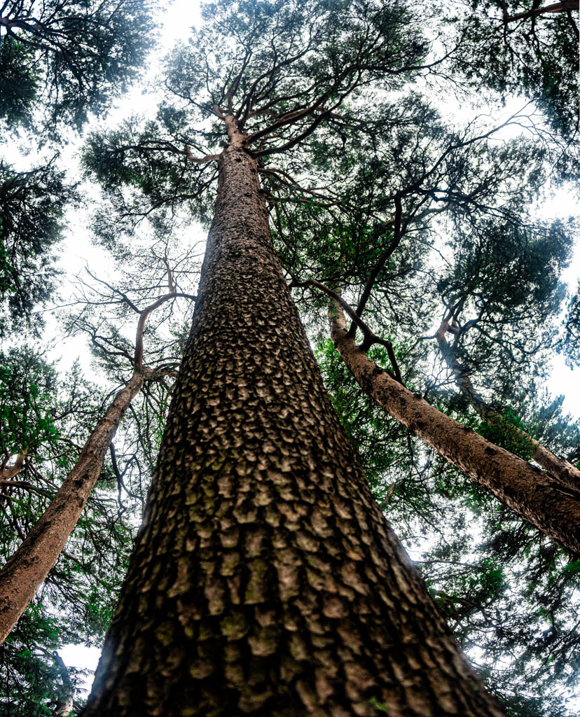 강릉여행, 활래정과 둘레길이 아름다웟던 강릉 선교장 방문기 1