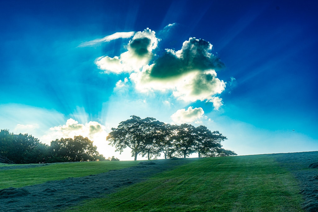서울 올림픽공원 나무 풍경을 담다. 35