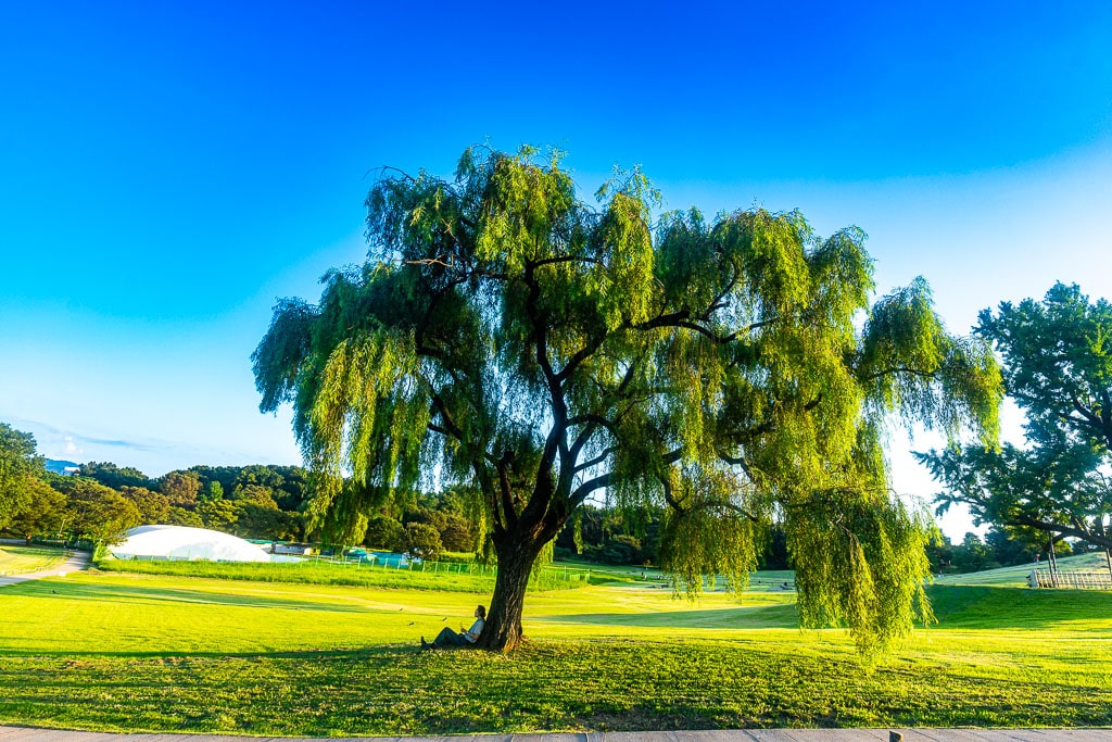 서울 올림픽공원 나무 풍경을 담다. 34