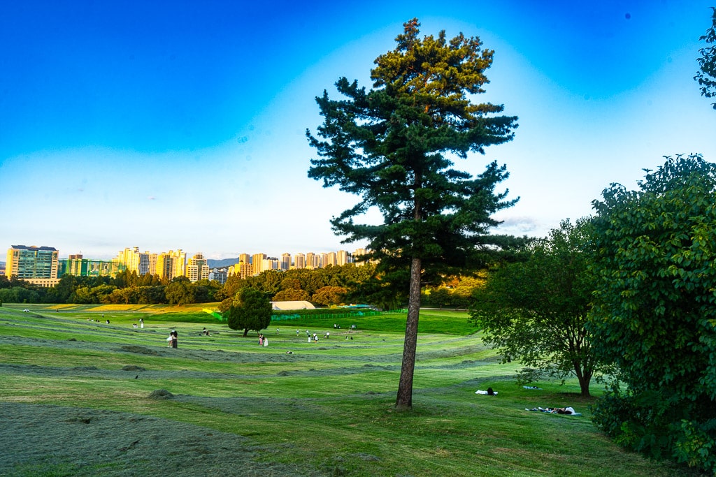 서울 올림픽공원 나무 풍경을 담다. 31