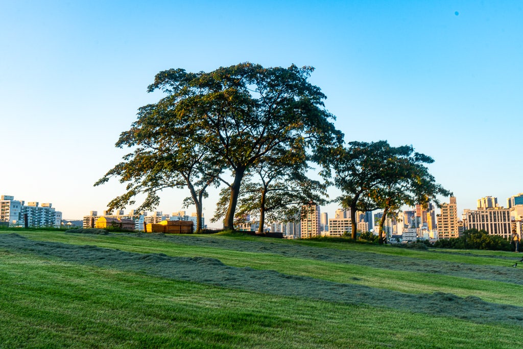 서울 올림픽공원 나무 풍경을 담다. 30