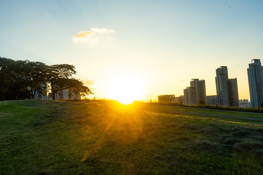 서울 올림픽공원 나무 풍경을 담다. 42