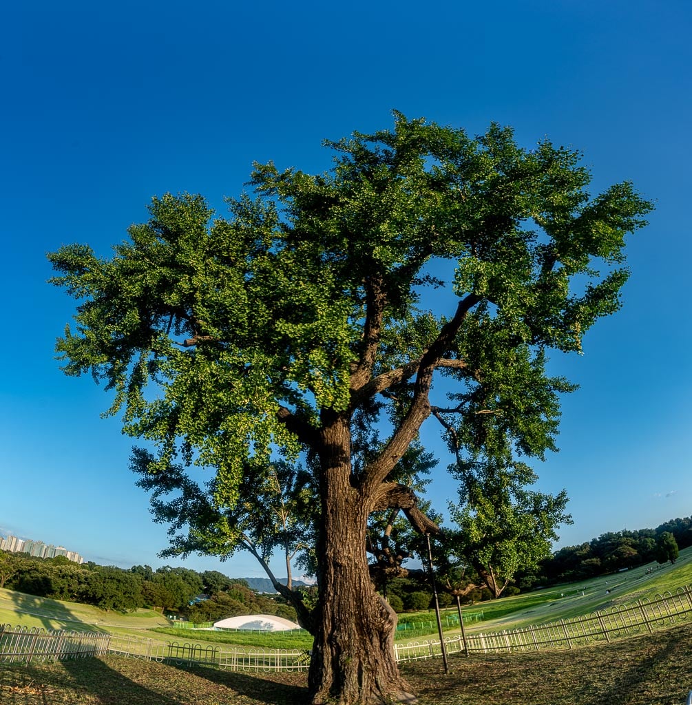 서울 올림픽공원 나무 풍경을 담다. 33