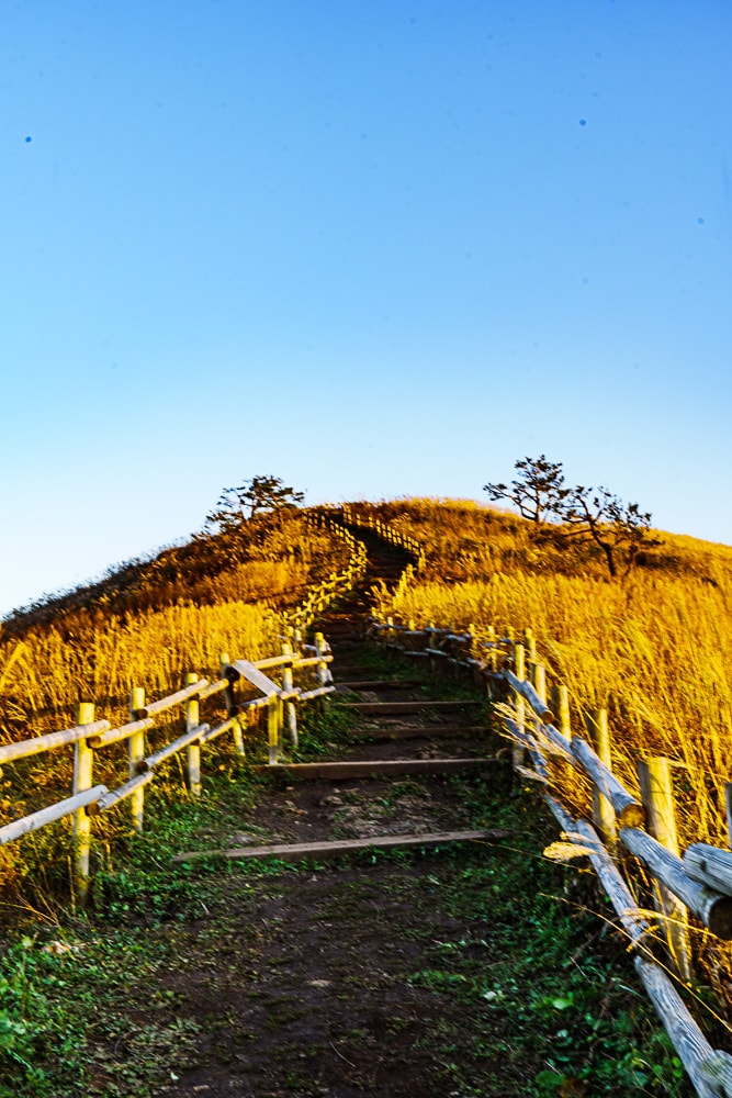 강원 단풍여행, 석양의 민둥산 억새 풍경에 취하다 60