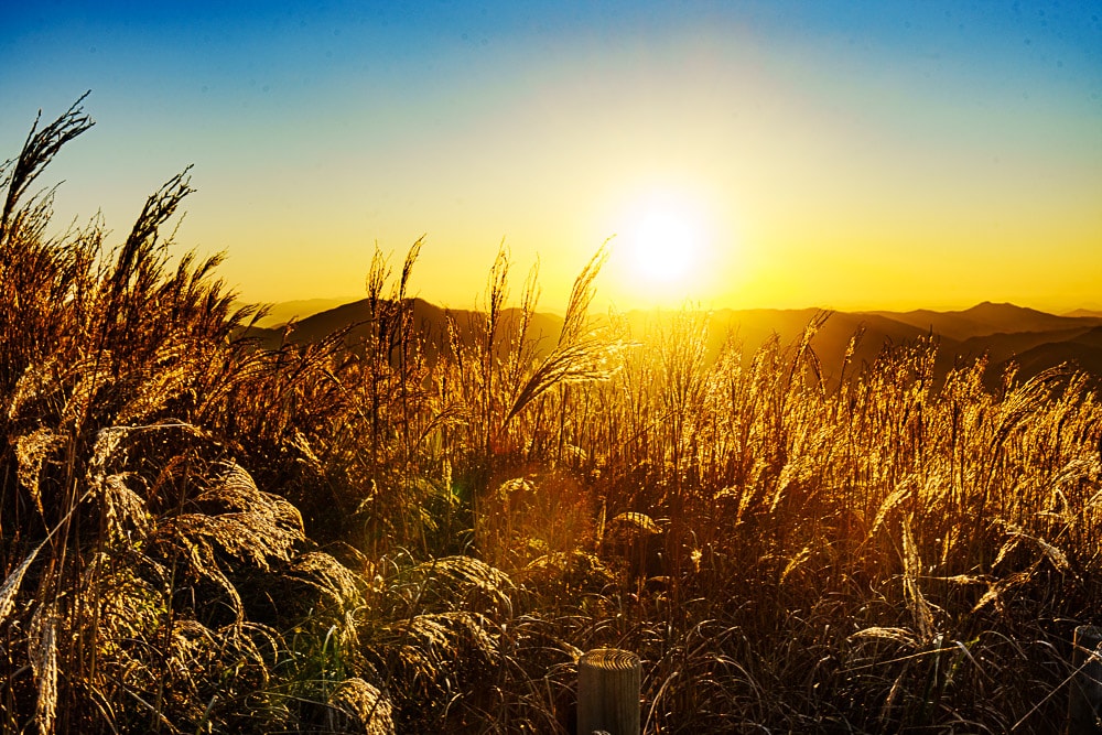 강원 단풍여행, 석양의 민둥산 억새 풍경에 취하다 62