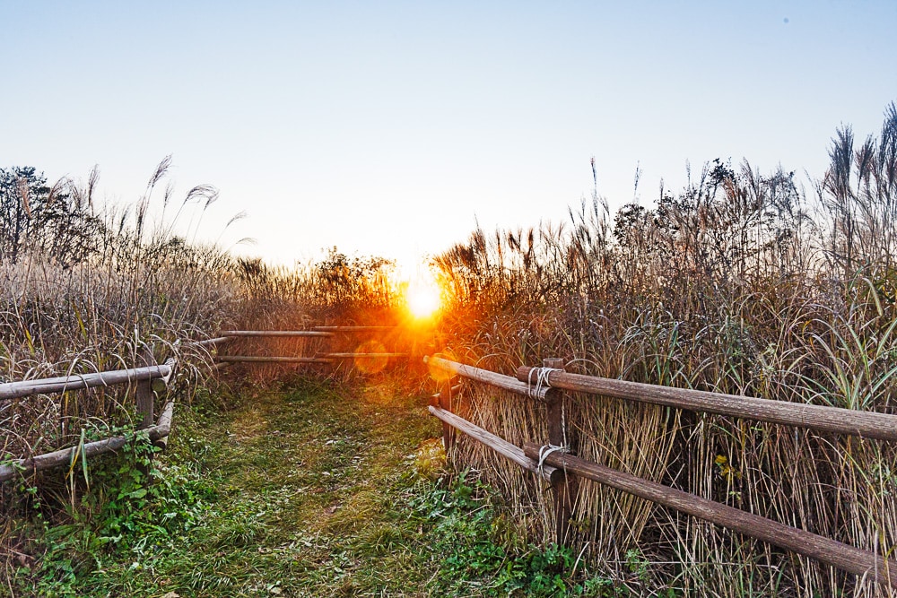 강원 단풍여행, 석양의 민둥산 억새 풍경에 취하다 63
