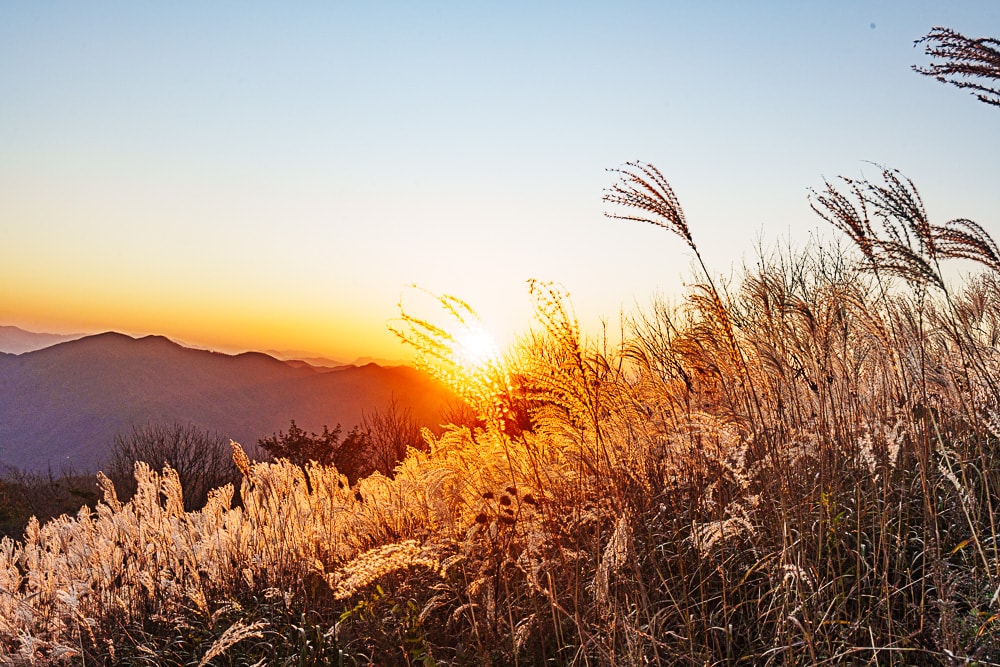 강원 단풍여행, 석양의 민둥산 억새 풍경에 취하다 65