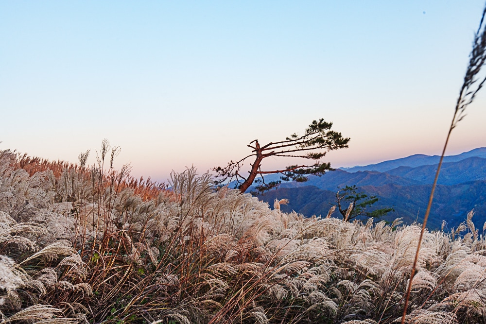 강원 단풍여행, 석양의 민둥산 억새 풍경에 취하다 66